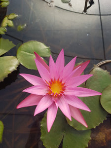 Pink water lily flower with green leaves on a pond