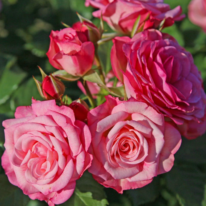 Close-up of pink roses with green leaves in the background