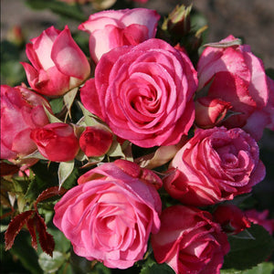 Close-up of pink roses with green leaves