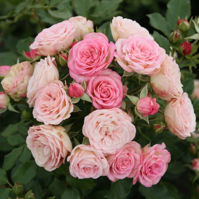 Bouquet of pink roses with green leaves
