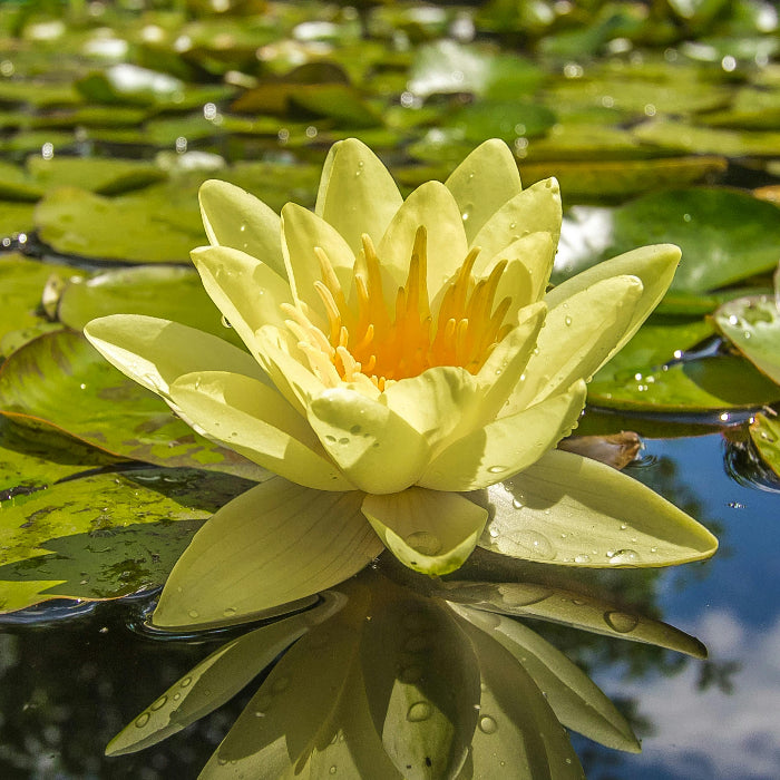 Yellow water lily flower on a pond with green leaves