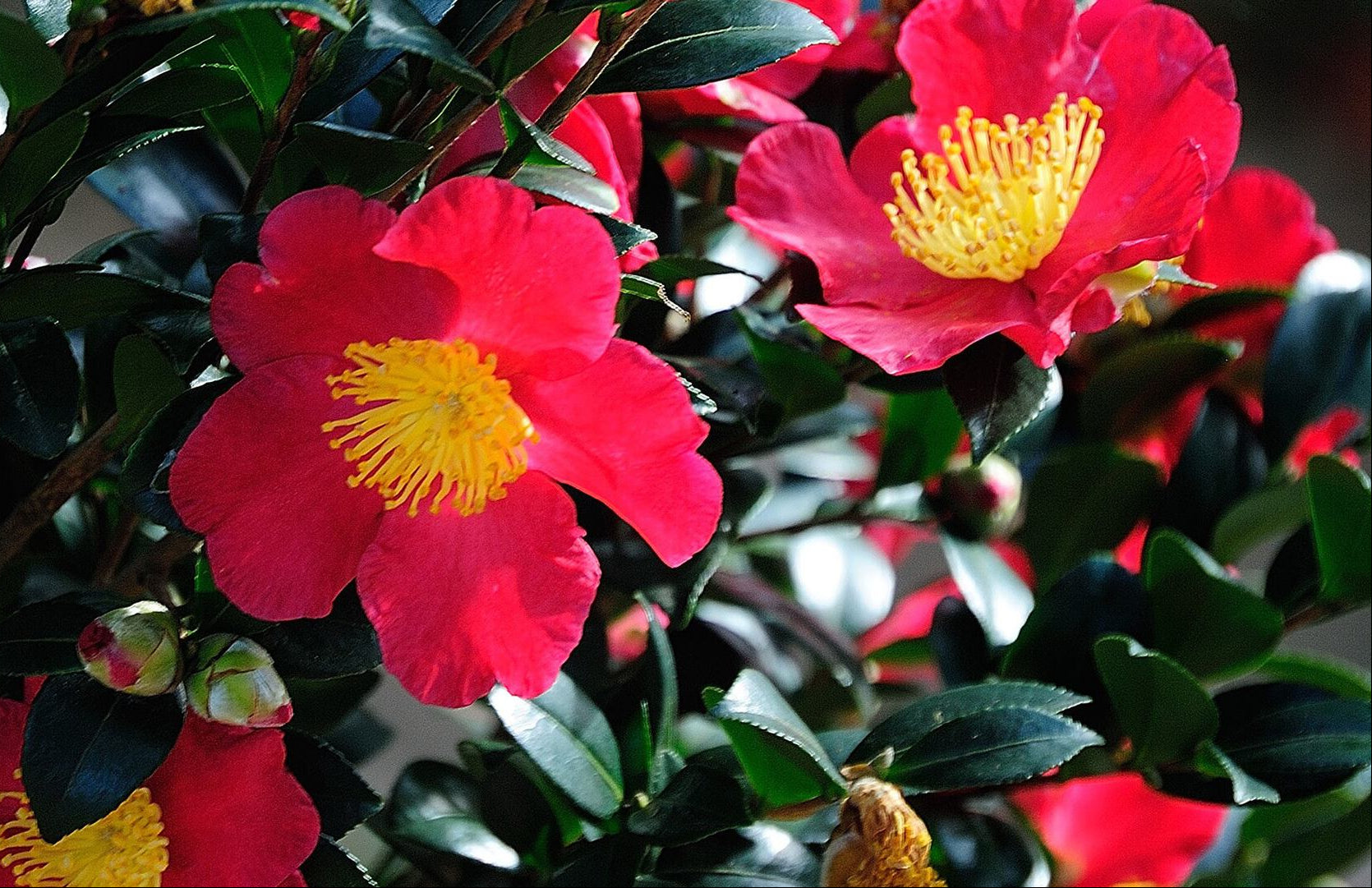 red flowers on green leaves