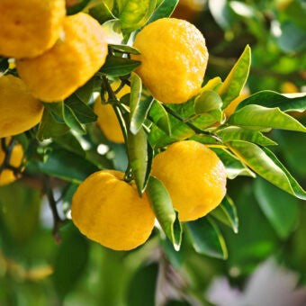 JAPANESE LEMON YUZU 200MM