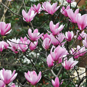 Ornamental Trees