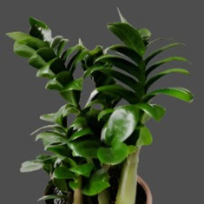 ZZ PLANT