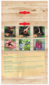 GLADIOLI PINK EVENT