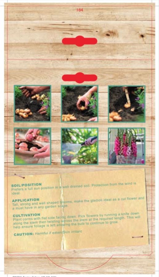GLADIOLI PINK EVENT