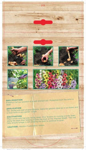 GLADIOLI 12PK MIXED