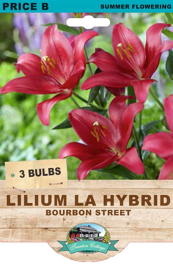 LILIUM BOURBON STREET