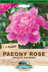 PAEONY EDULUS SUPERBA
