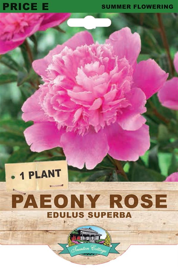 PAEONY EDULUS SUPERBA