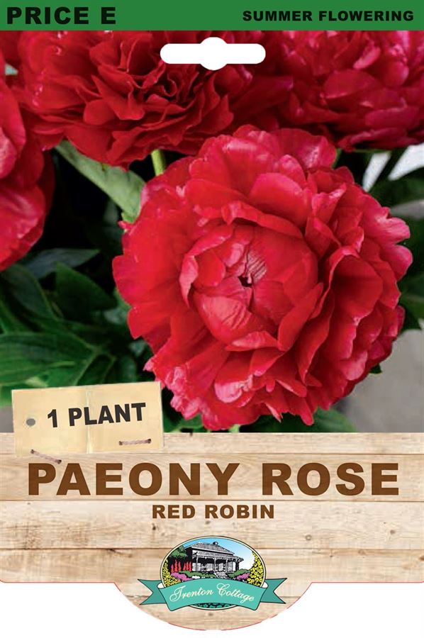 PAEONY RED ROBIN