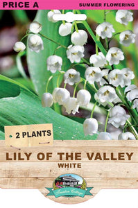 LILY OF THE VALLEY BULB 1 PLANT