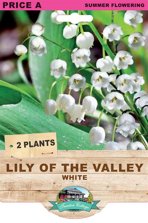 LILY OF THE VALLEY BULB 1 PLANT