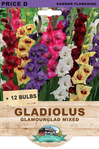 glamourglad mixed gladiolus
