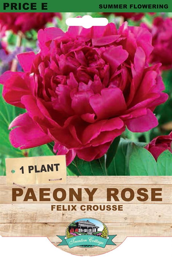 PAEONY FELIX CROUSSE