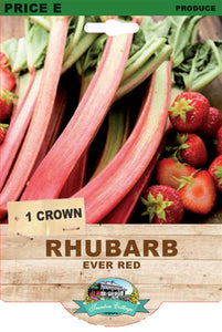 RHUBARB EVER RED 1 PACK