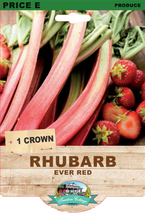 RHUBARB EVER RED 1 PACK