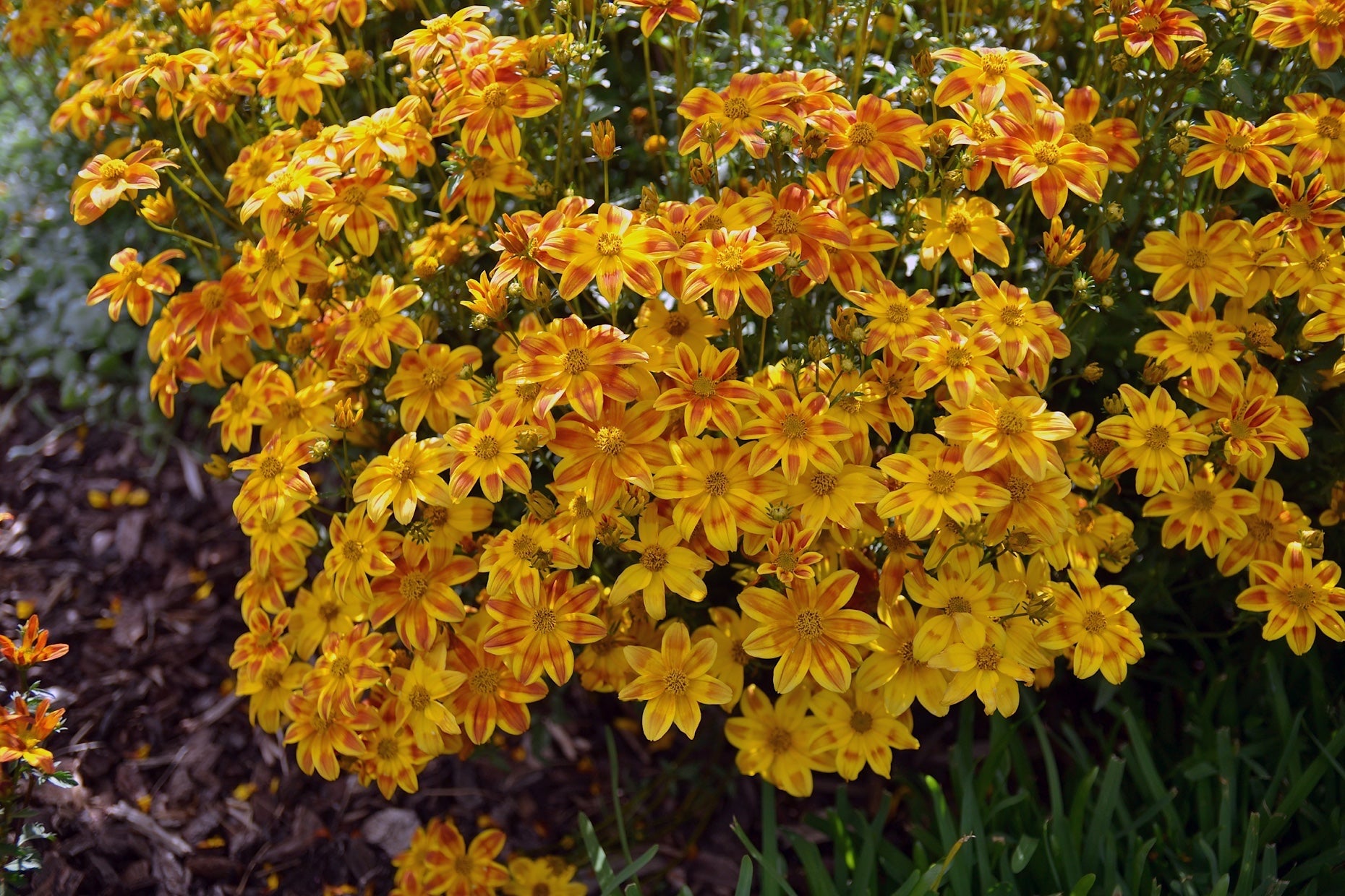 BIDENS BEE ATTRACTING