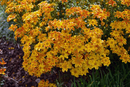 BIDENS BEE ATTRACTING