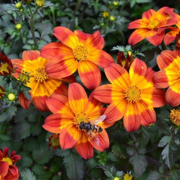 BIDENS BEE ATTRACTING