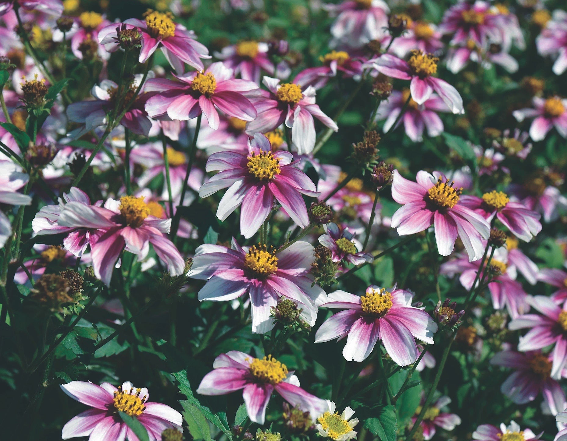 BIDENS BEE ATTRACTING