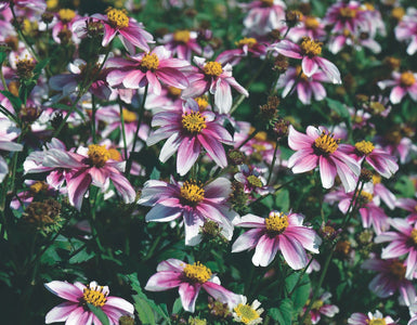 BIDENS BEE ATTRACTING