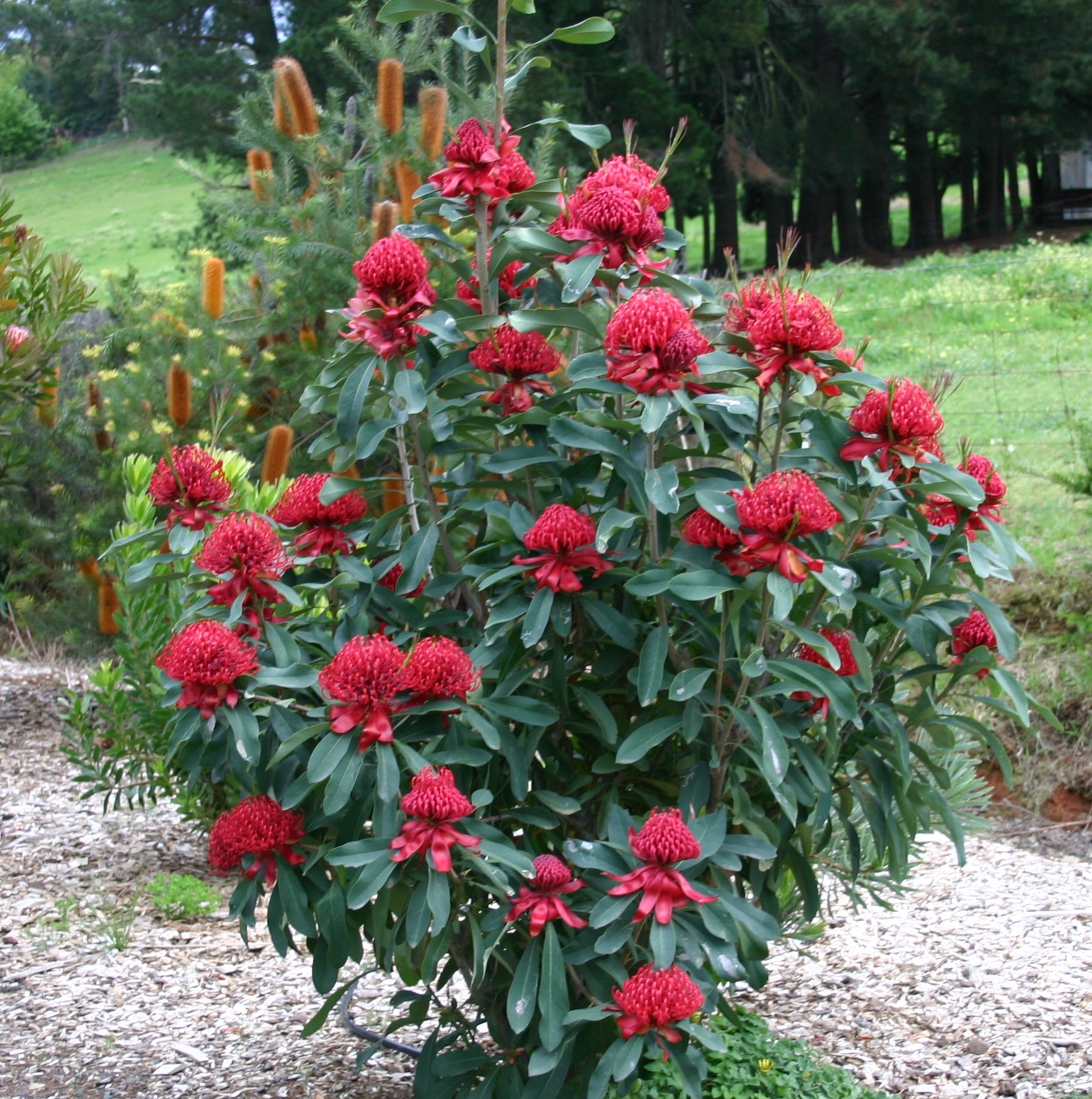 SHADY LADY RED WARATAH