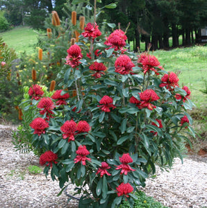 SHADY LADY RED WARATAH