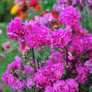LYCHNIS PASSION