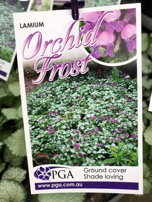 LAMIUM FROST RANGE