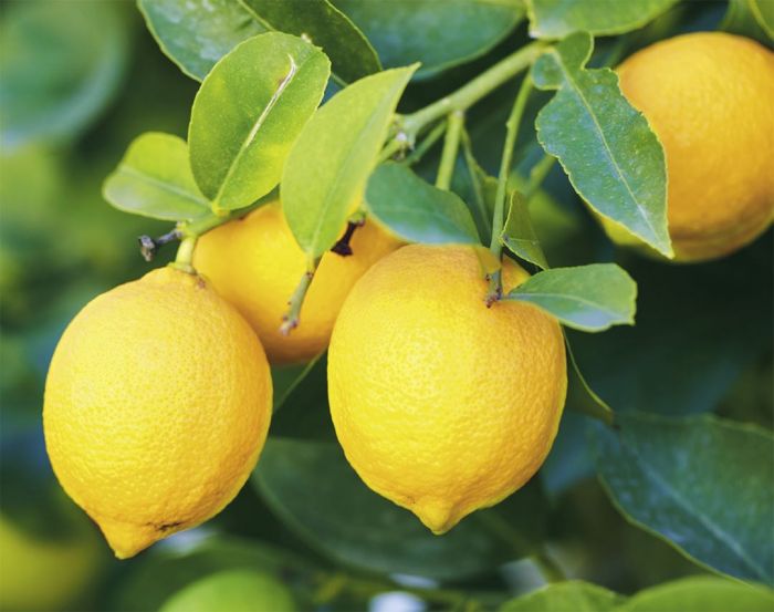 Fruit Trees Category