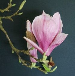 MAGNOLIA EARLY PINK