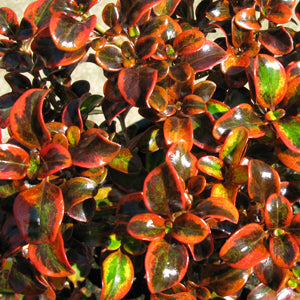 COPROSMA 'TEQUILA SUNRISE'