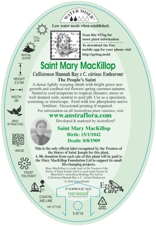 CALLISTEMON MARY MCKILLOP