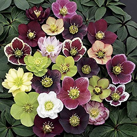 HELLEBORE WINTER ELEGANCE - DOUBLE VARIETIES