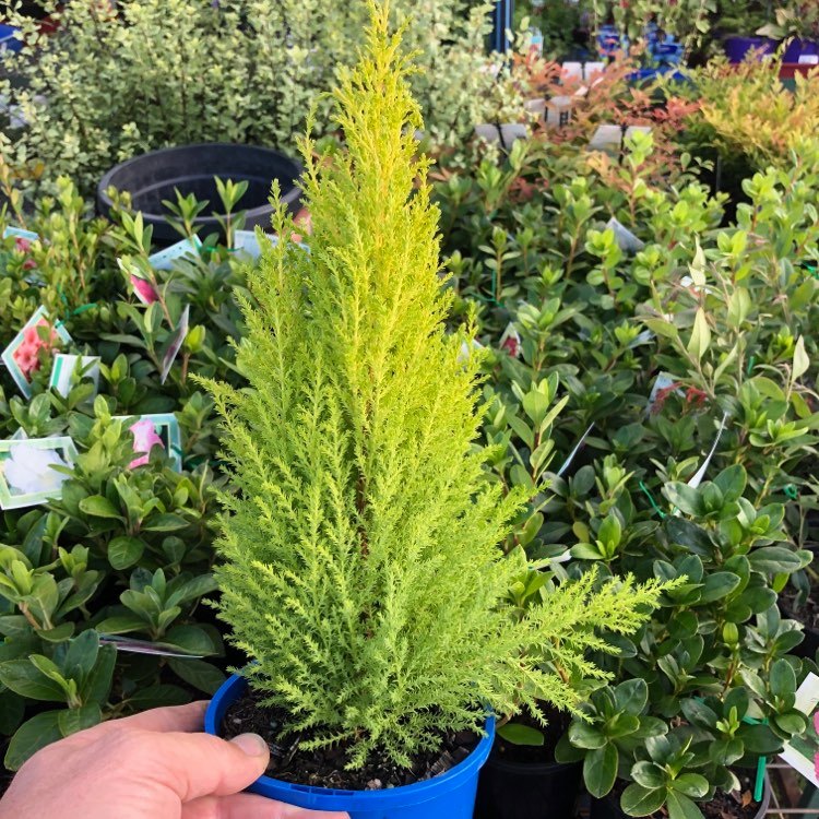 Plants