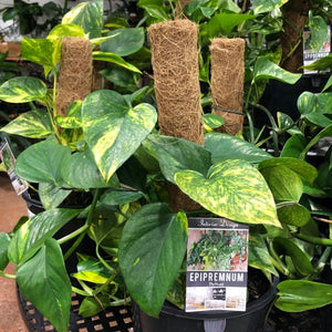POTHOS EPIPREMNUM 200MM WITH TOTEM