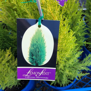 CUPRESSUS LEMON SCENT 200mm POT SIZE
