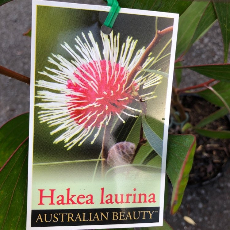 HAKEA LAURINA