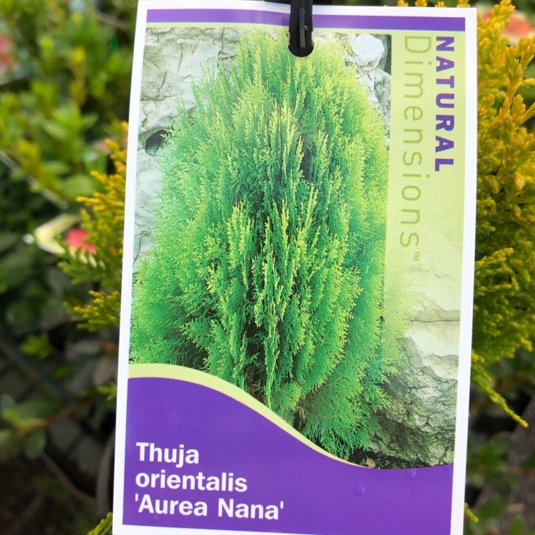 Trees & Shrubs
