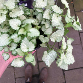 Flowering Plants