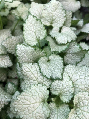 LAMIUM FROST RANGE