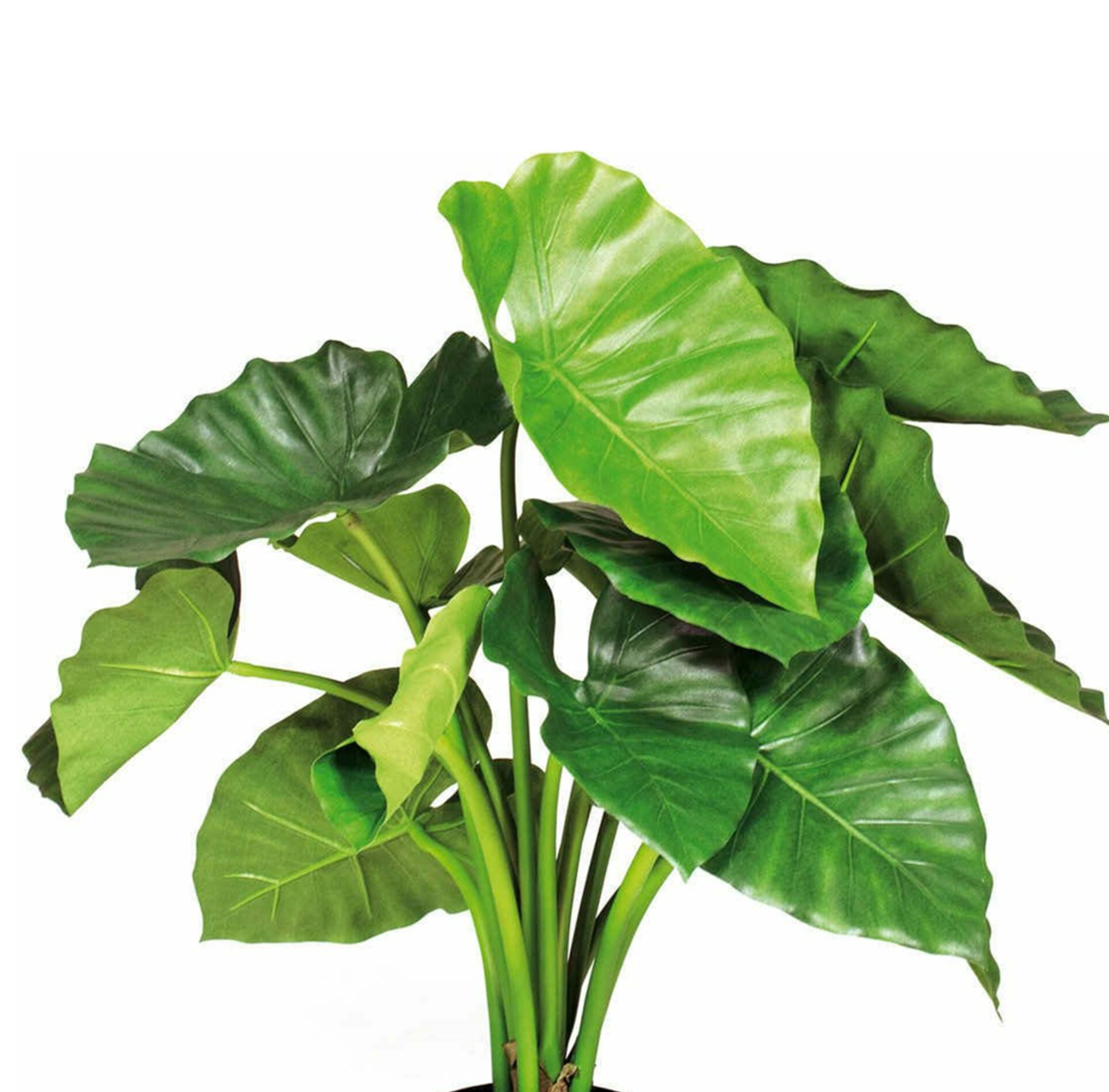 ALOCASIA ELEPHANT EARS