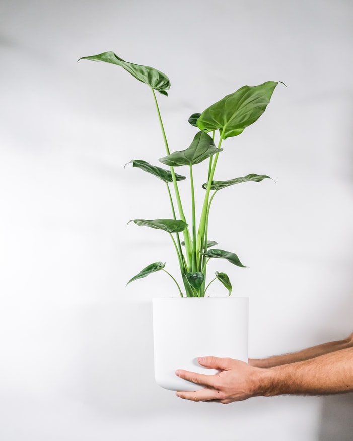 ALOCASIA ELEPHANT EARS