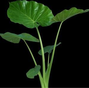 ALOCASIA ELEPHANT EARS