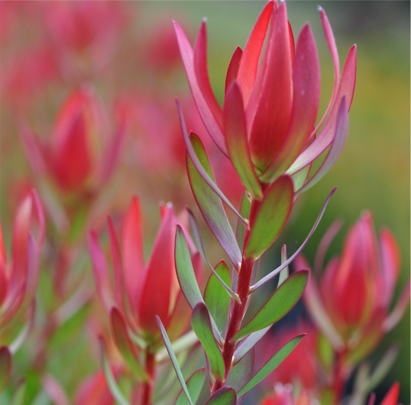 LEUCADENDRON AMY