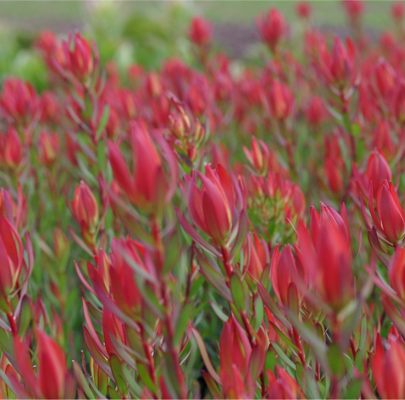 LEUCADENDRON AMY