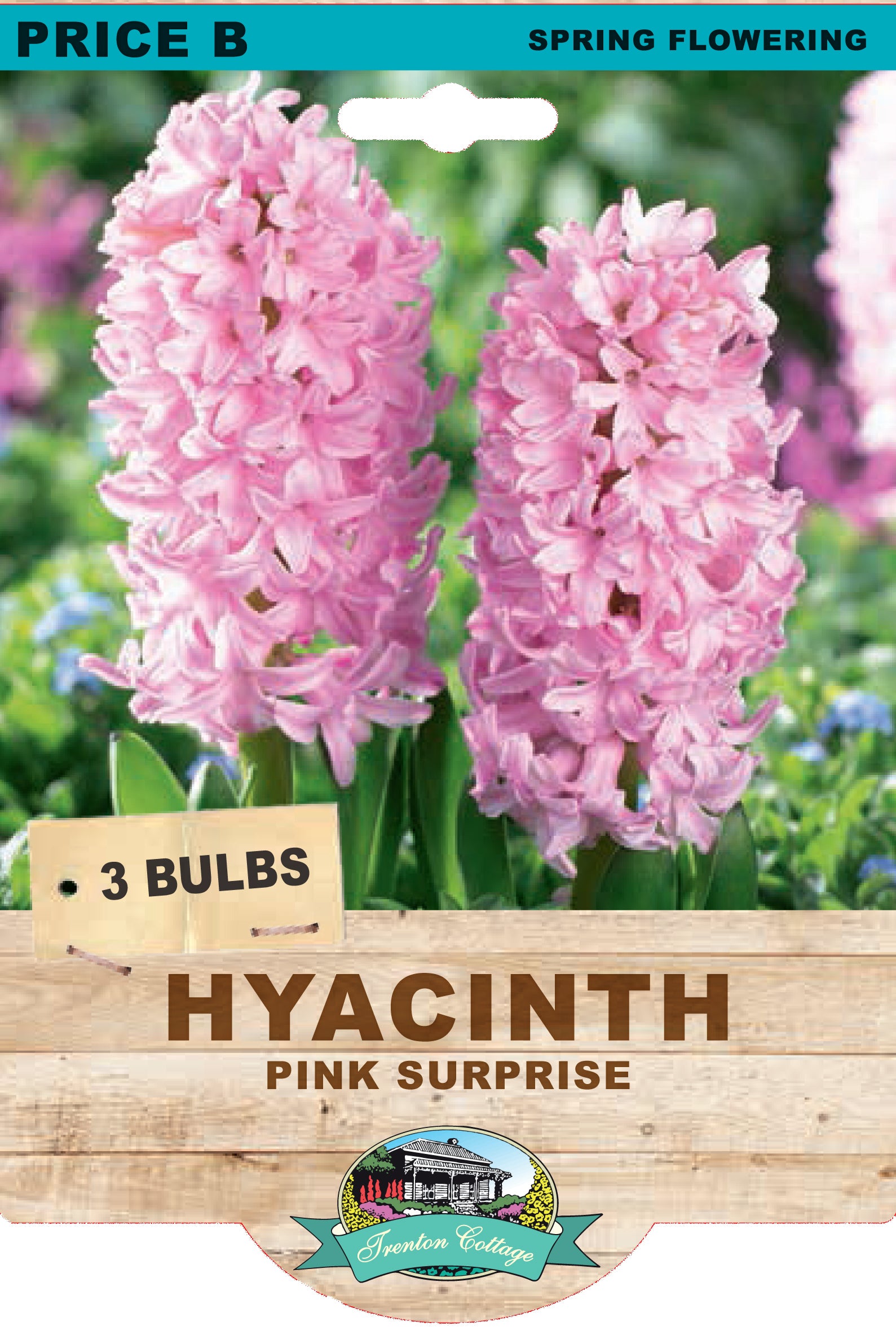 HYACINTH PINK SURPRISE 3PK