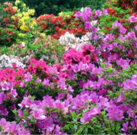 Plants